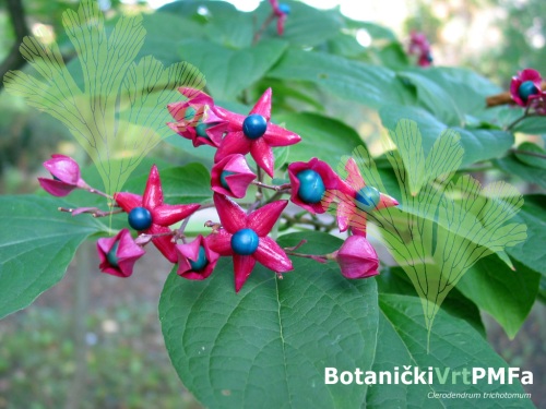 clerodendron1024