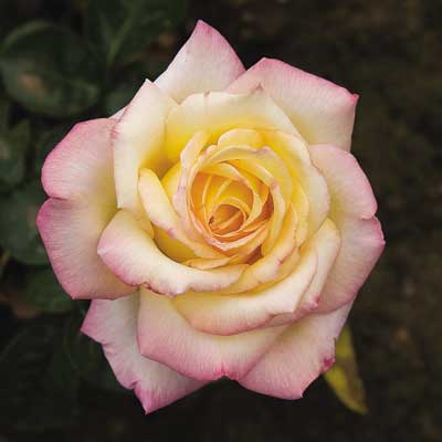 peace-rose-flower-dg