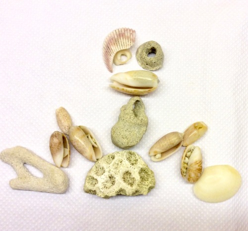 shell picture, frog, coral, beachcombing
