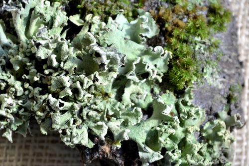 lichen and moss