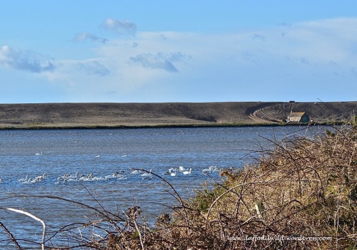 swans, the Fleet, Dorset, Langton Herring