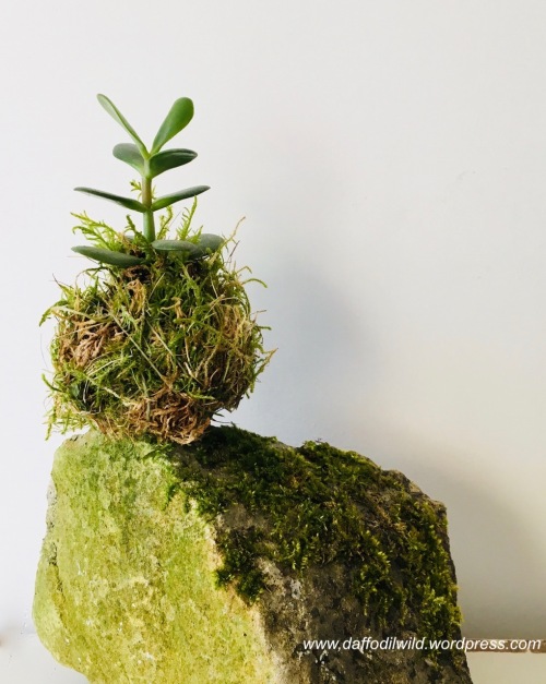 kokodama money plant, moss ball, succulent