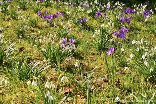 snowdrops and crocus