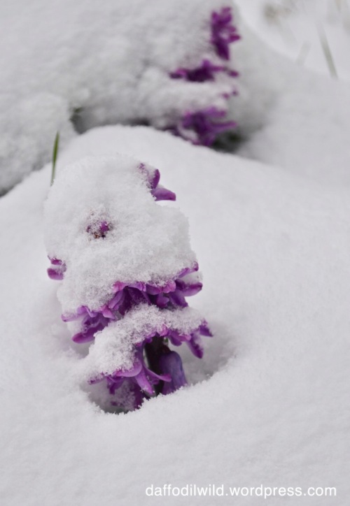 hyacinth in the snow