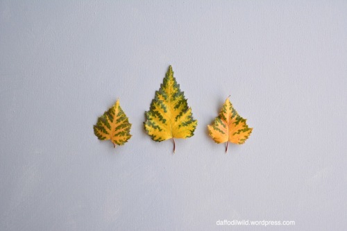 leaf love