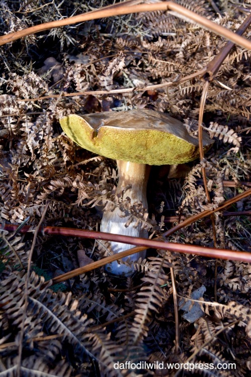 fungi for elves
