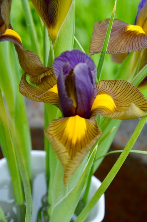 dark iris